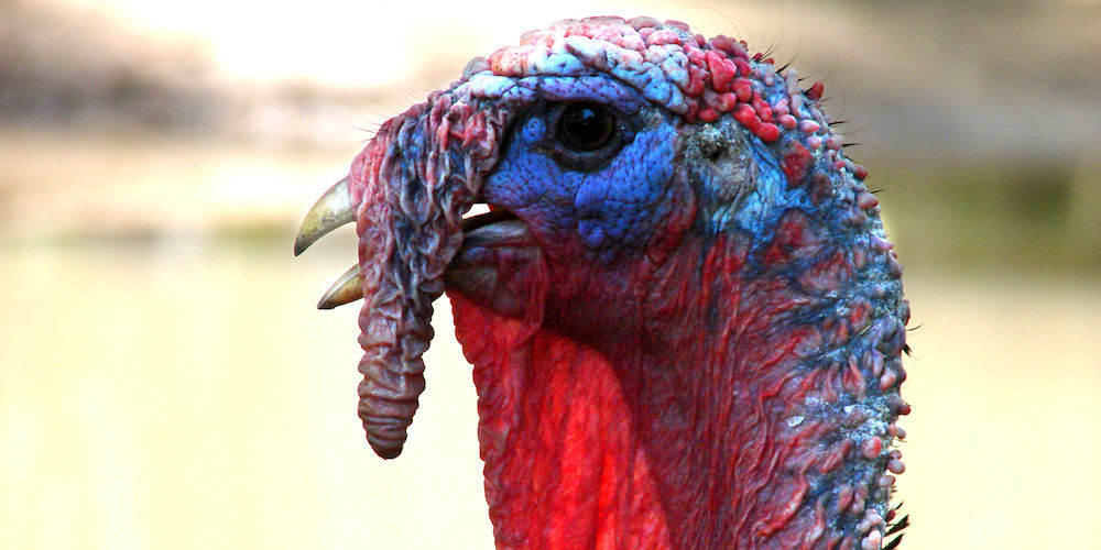 a colourful turkey broiler