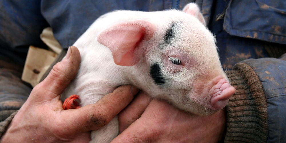 Farmer holding a piglet