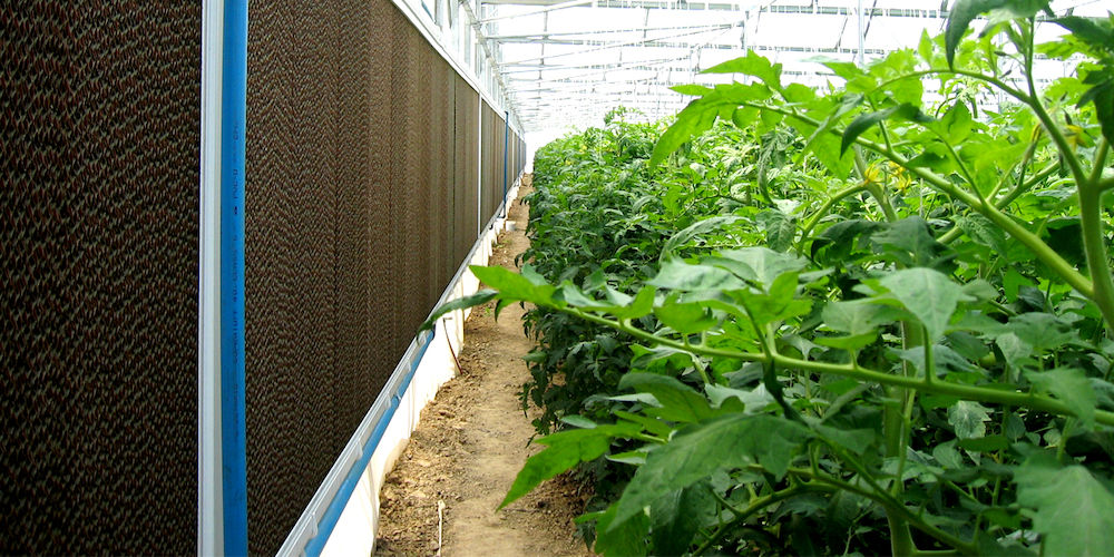 CELdek wall in greenhouse