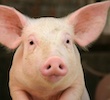 蒙特解决方案助力集约化猪场降本增效