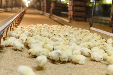 Day old broiler chickens