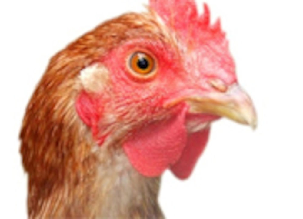 AT_Case_Chicken_180x130.jpg