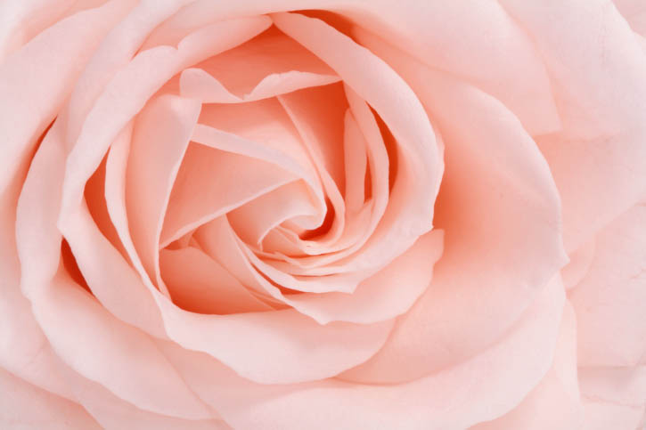 Roses grown in a greenhouse with climate control