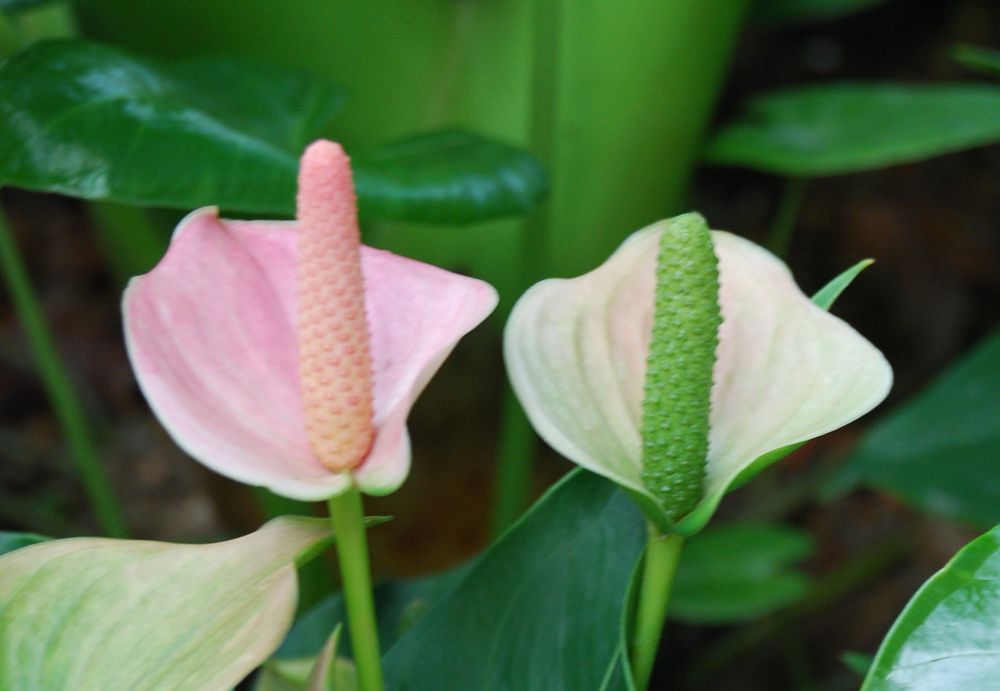 Anthurium flowers in a greenhouse