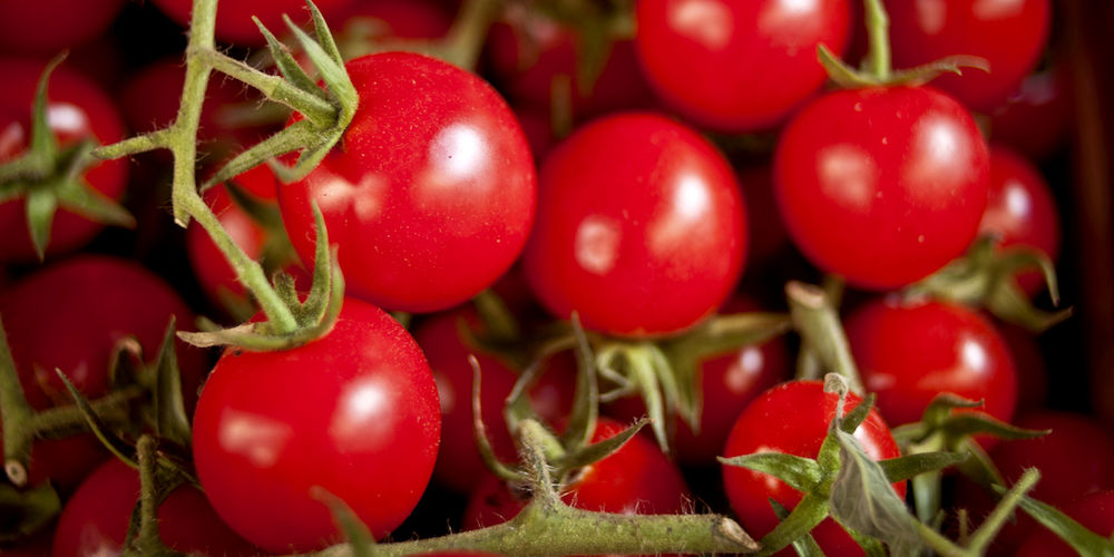 Tomatoes grown in a greenhouse