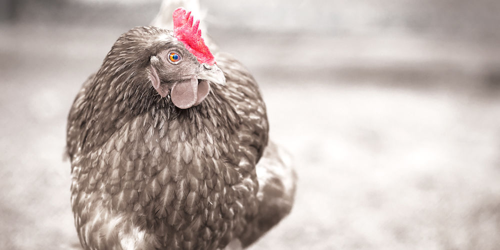 Broiler in a climate controlled broiler house