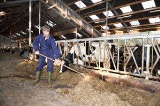 Farmer working in the dairy barn