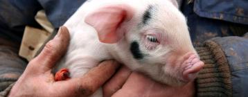 控制猪舍湿热空气，丹麦养殖农场的负压通风系统让母猪高效繁殖