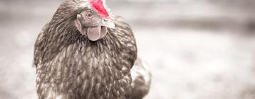 成套全自动气候环境控制系统助巴西农场的肉鸡养殖鸡舍成功育种