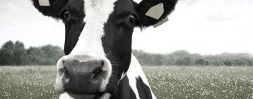 丹麦农场安装迷你微风吊扇，避免高温热应激让牛舍奶牛减产