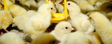 韩国Halim肉鸡公司用成套环境通风控制系统调节养殖场空气质量
