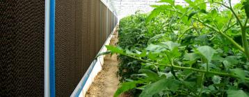 湿帘加风机的温室内环境控制系统增加土耳其种植园作物产量