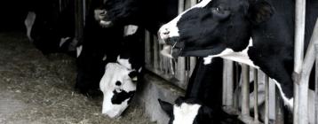 巴西小型奶牛场安装循环风机以减轻乳牛热应激并增加牛奶产量